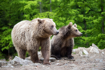 Brown mother bear protecting her cub in a forest