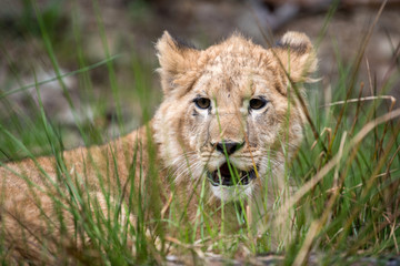 Young lion cub in the wild