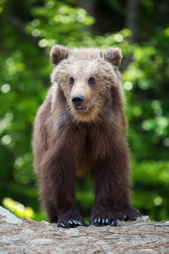 Brown bear cub in a spring forest