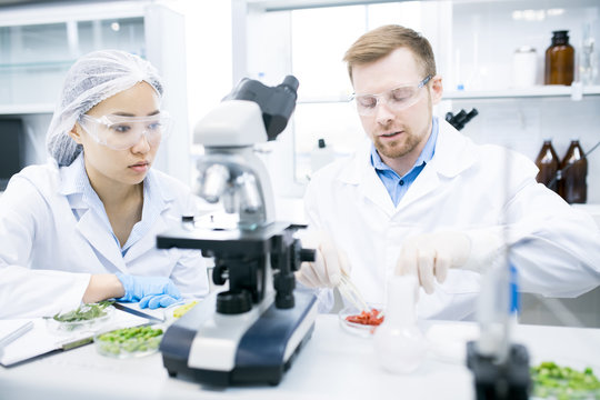 Portrait of two modern young scientists doing research studying food substances in laboratory, copy space