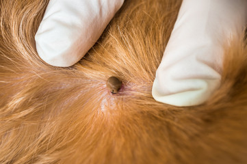 Veterinarian doctor removing a tick from the dog