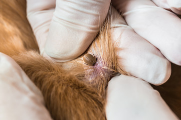 Veterinarian doctor removing a tick from the dog