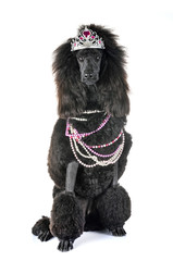 black standard poodle