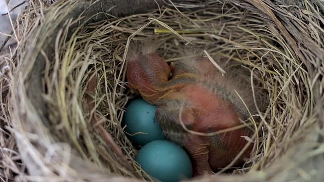 Baby bird sleeping with unhatched siblings. Small featherless baby robin in a nest with two blue eggs. Close up of young animals in nature. Tiny bird. 