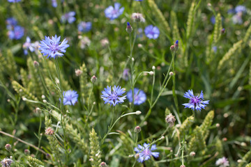 Obraz premium Field flowers. Cornflowers. Summer