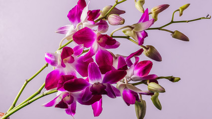 Purple orchid flower on colored  background, studio shot.