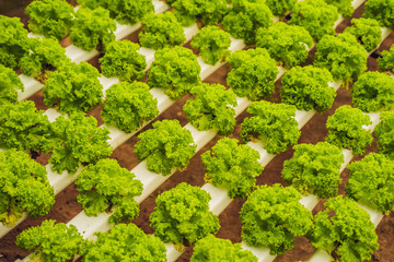 Hydroponic vegetables salad farm. Hydroponics method of growing plants vegetables salad farm, in...