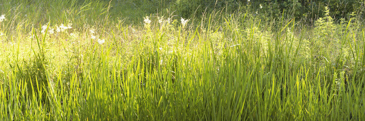 Attractive view on grass with several shades of green in warm sunlight during summer. The image...