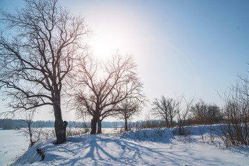 Winter landscape with bare trees and the sun