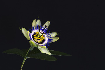 Close up of a beautiful colorful detailed passionflower, passiflora, with one green leaf, isolated against black dark background