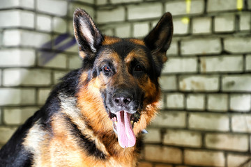 German shepherd dog near the brick wall