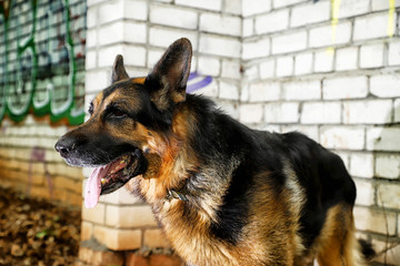 German shepherd dog near the brick wall