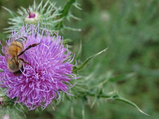 macro fiore