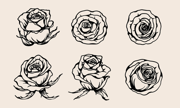 Rose vector set by hand drawing.Beautiful flower on brown background.Rose lace art highly detailed in line art style.Flower tattoo on vintage paper.