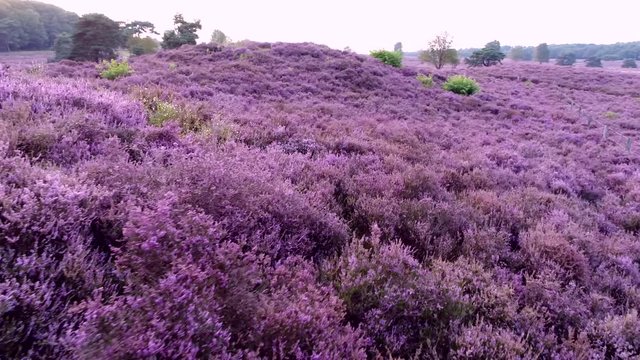 Low altitude aerial footage of purple flowering heathland heath is shrubland habitat found mainly on free-draining infertile acidic soils and is characterised by open low-growing woody vegetation 4k