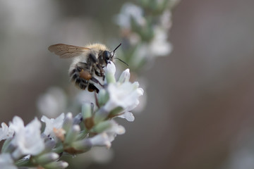 bumblebee on white lavender flower