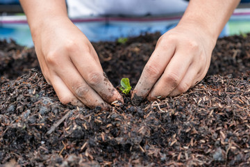 Hands gardener planting the seedlings of lettuce on soil