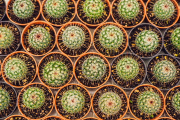 Cactus background pattern. Small cacti in pots