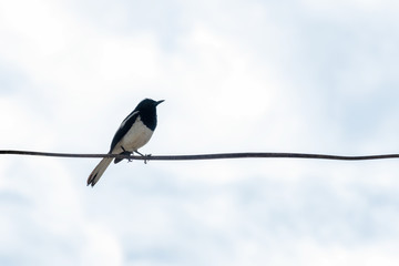 Oriental magpie robin bird hanging on line