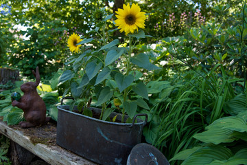sunflowers in a pot standing on a bench