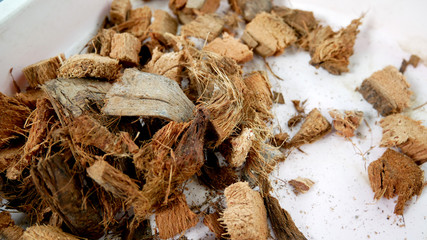 Spathe. Coconut peel on a white plate