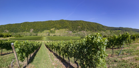 Fototapeta na wymiar growing vine in the vinyard in Moselle valley