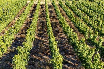 detail of vine in green vineyard