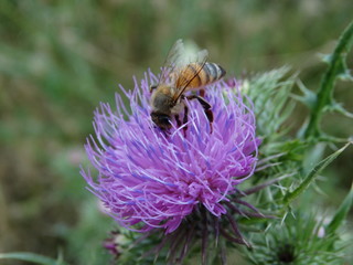 macro ape su fiore