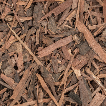 Macro shot of lapacho for texture or background