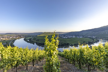 famous moselle sinuosity at  Leiwen called Zummet hights