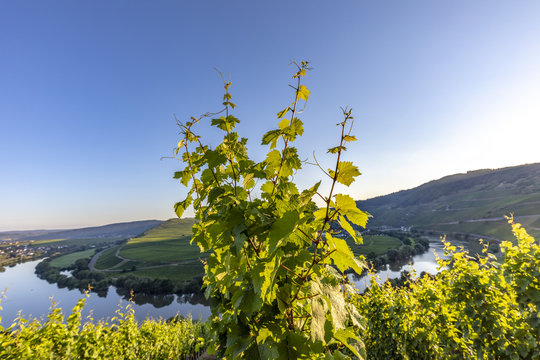 famous moselle sinuosity at  Leiwen called Zummet hights