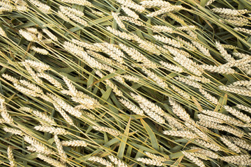 Photo of wheat background. Close-up view