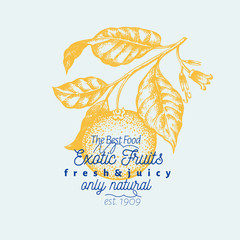 Tangerine branch illustration. Hand drawn vector fruit illustration. Engraved style. Vintage citrus illustration.