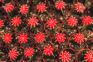 Cactus background pattern. Small cacti in pots