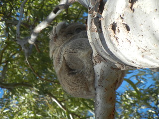 young furry Koala holding tight to gum tree trunk on a cold windy day in Gunnedah, New South Wales, Rural Australia