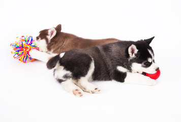 Two Siberian Husky puppy playing with a toys.