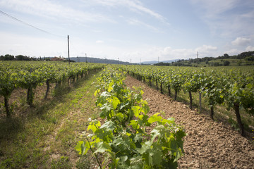 Fototapeta na wymiar Valley with grape plants for varietal wines