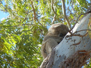 young furry Koala holding tight to gum tree trunk on a cold windy day in Gunnedah, New South Wales, Rural Australia