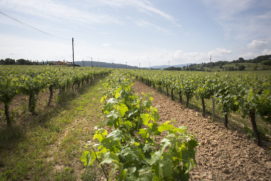 Valley with grape plants for varietal wines