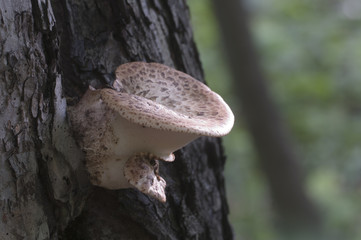 Fototapeta premium Polyporus squamosus mushroom