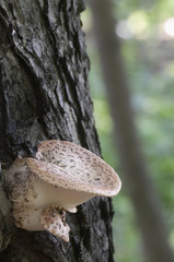 Polyporus squamosus mushroom