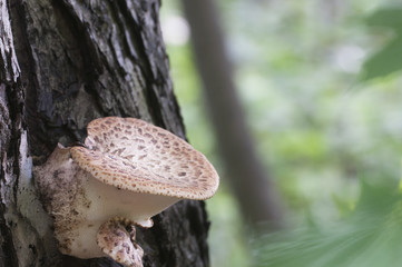Polyporus squamosus mushroom