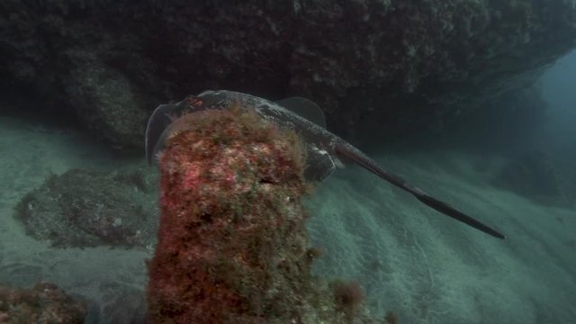 A swimming stingray