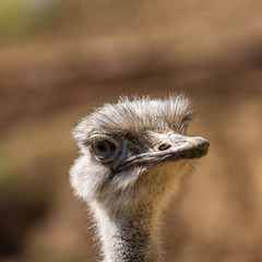 Ostrich