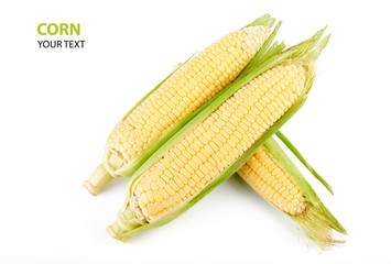 Fresh yellow corn cobs isolated on white background. Fresh vegetables.