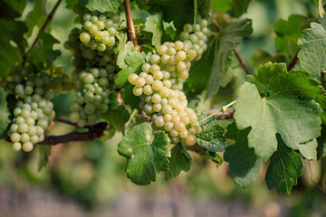 White wine grapes ripening on green summer vine © andrewhagen