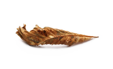Dry chestnut leaf isolated on white background