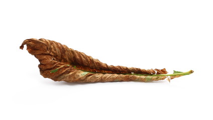 Dry chestnut leaf isolated on white background