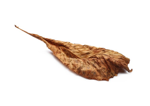 Dry chestnut leaf isolated on white background