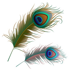 Obraz premium Two peacock feathers isolated on white background